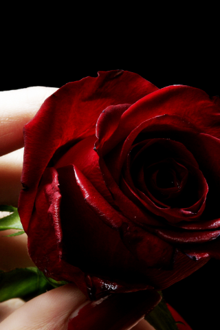 цветок, черный фон, роза, девушка, красная помада