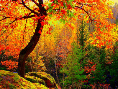 осень, лес, овраг