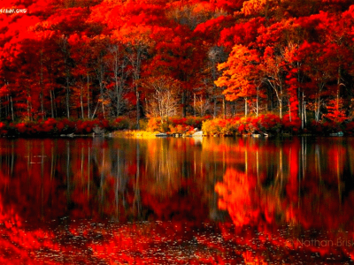 осень, лес, озеро