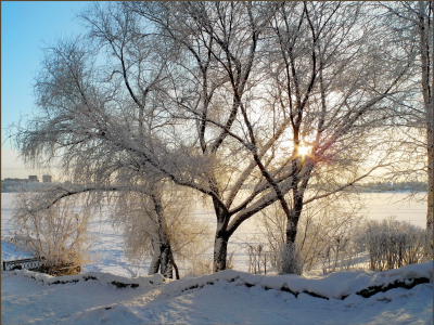 ветки, деревья, лучи, утро, зима, снег, солнце
