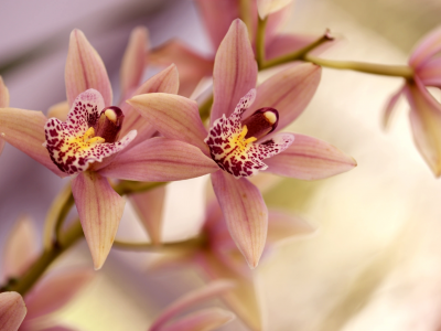 ветка, орхидея