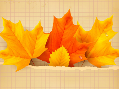 autumn, leaves, maple, листья, осенние, фон