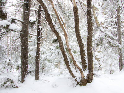 лес, зима, снег, деревья