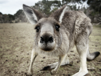 животные, кенгуру, любопытный, австралия, kangaroo, australia