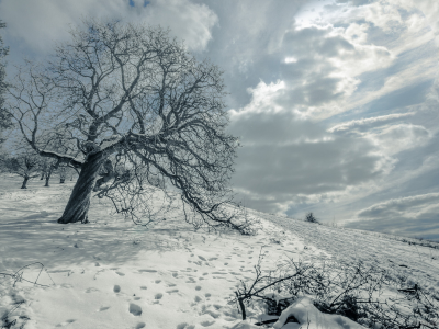 поле, дерево, снег, пейзаж, зима