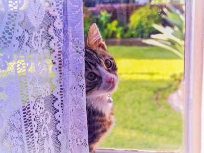 кошка, окно, котенок, взгляд