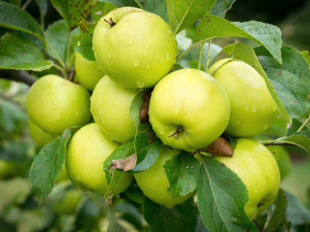 яблоки, зелёные, плоды