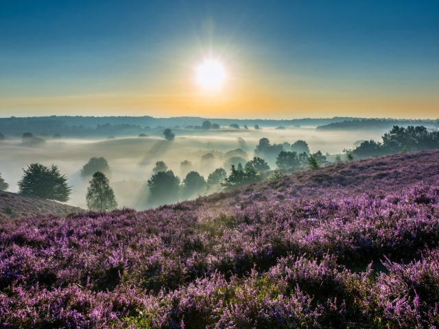 Hoge Veluwe National Park, Gelderland, Netherlands, Национальный парк Де-Хоге-Велюве, Гелдерланд, Нидерланды, утро, рассвет, восход, туман, вереск