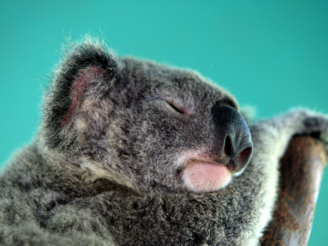 коала, спит
