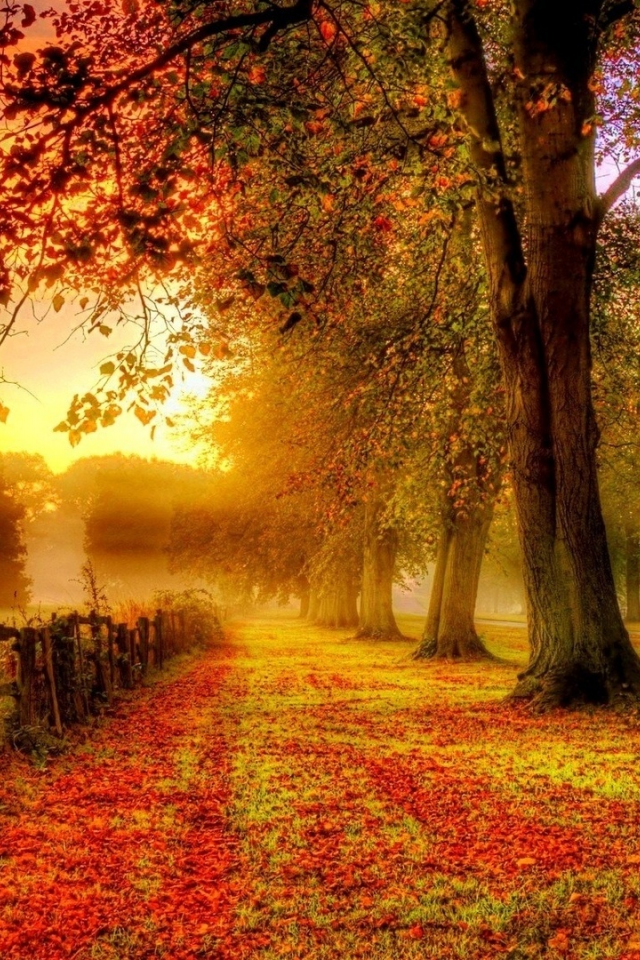 забор, деревья, осень