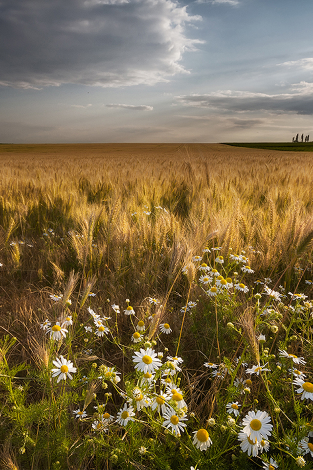 пейзаж, поле, пшеница, небо, облака, деревья, трава, ромашки, цветы, лучи, Болгария
