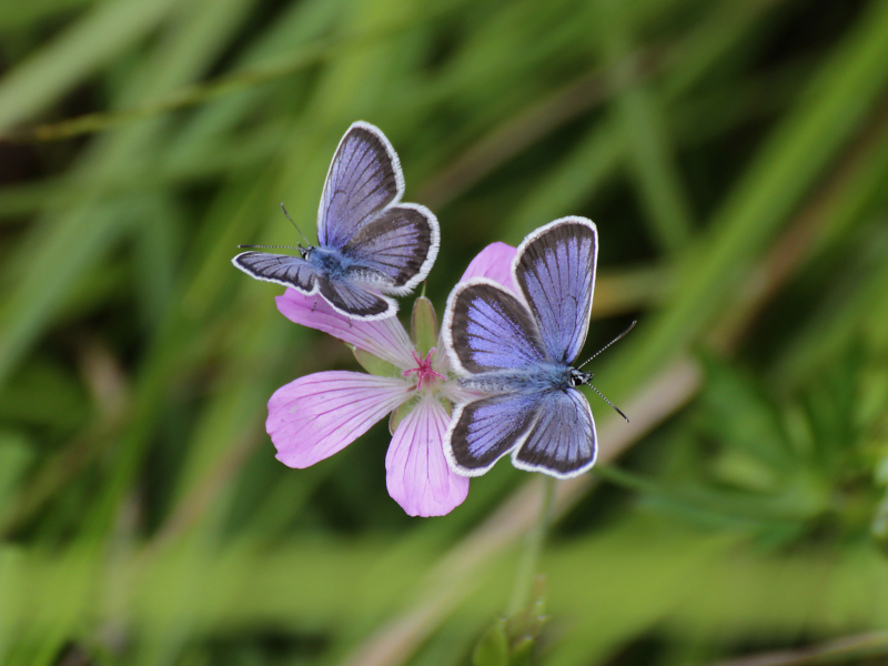 цветок, трава, bokeh, боке, макро, macro, flower, бабочки, butterfly