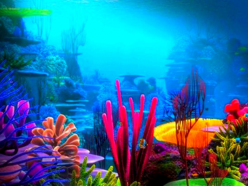 подводный мир, рыбки, кораллы