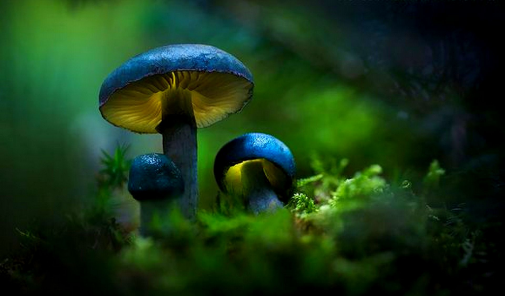 грибы, лес