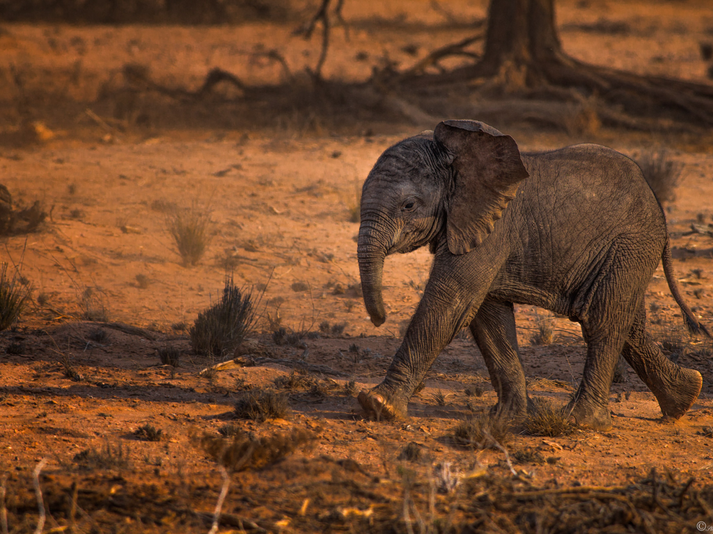 африка, слонёнок, шагает