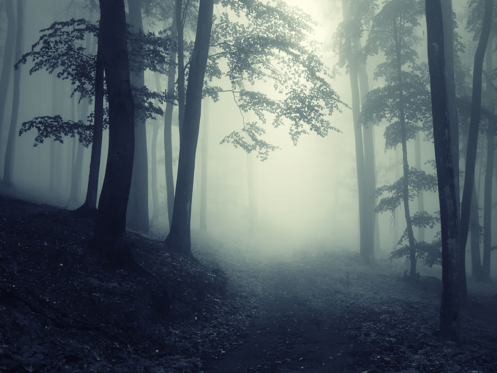 forest, глубокие, foggy, trees, landscape, deep, misty, creepy, леса, road, nature
