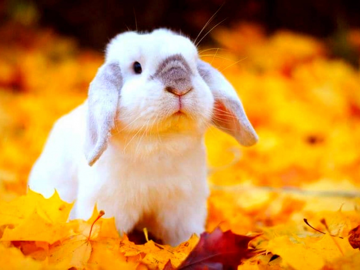 кролик, жёлтые листья, осень