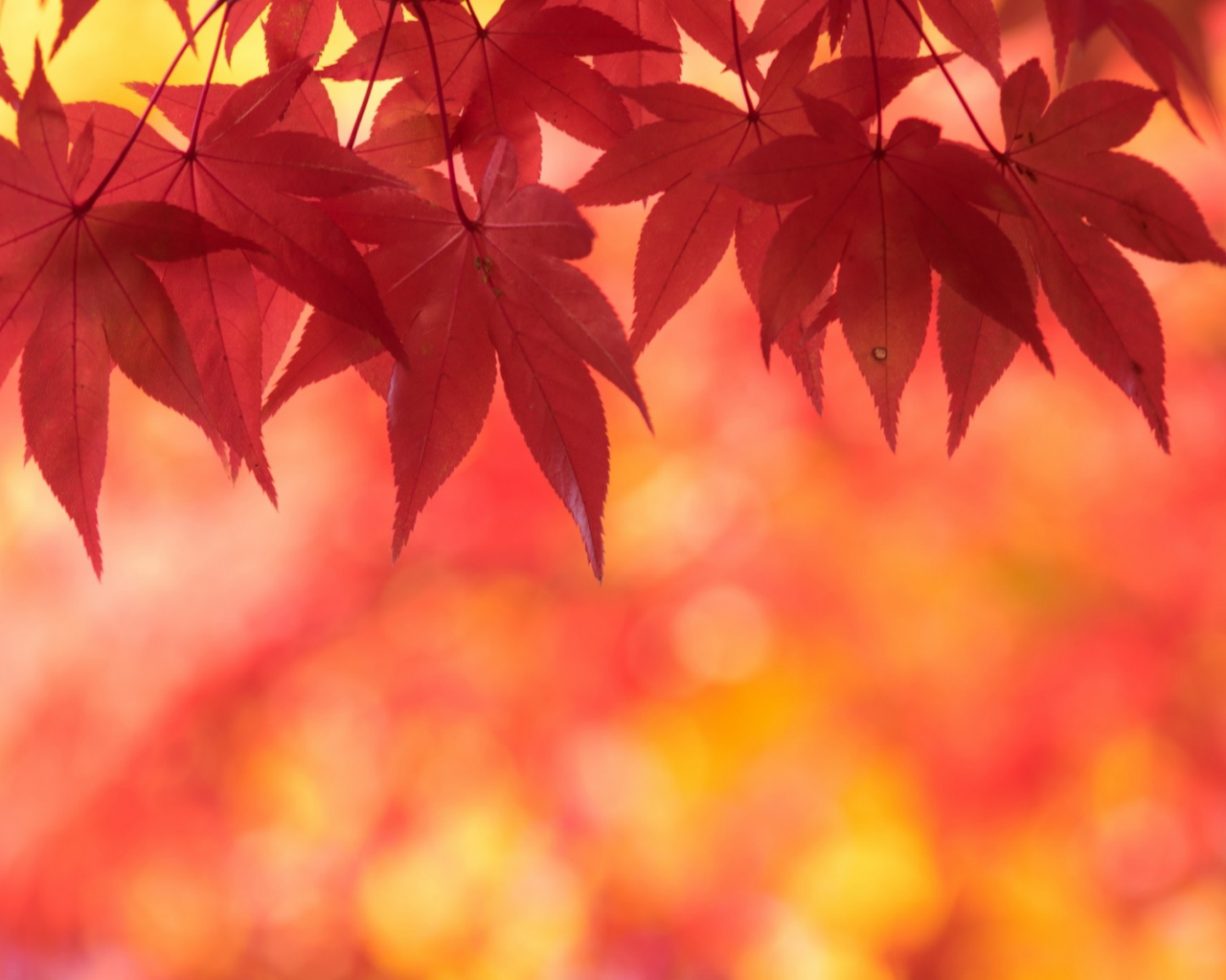 осень, листья, клен, багряный