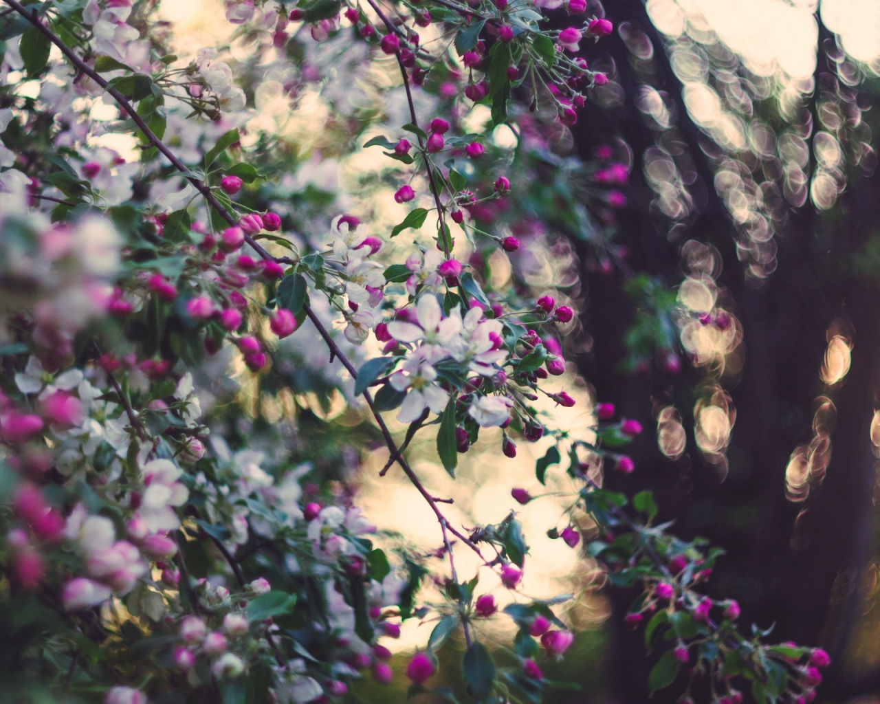 яблоня, сад, природа