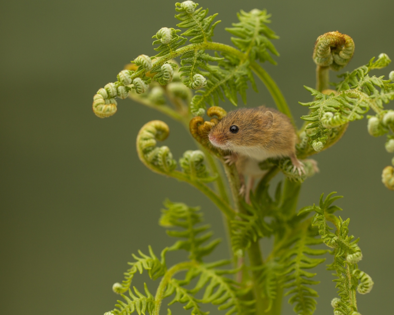 Harvest Mouse, Мышь-малютка, мышка, папоротник