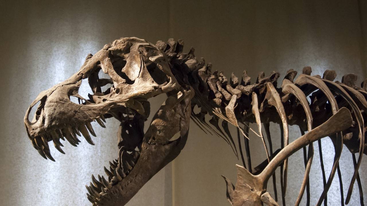 кости, динозавр, музей
