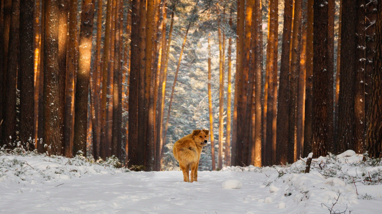 зима, лес, сосны, тропа, снег, собака