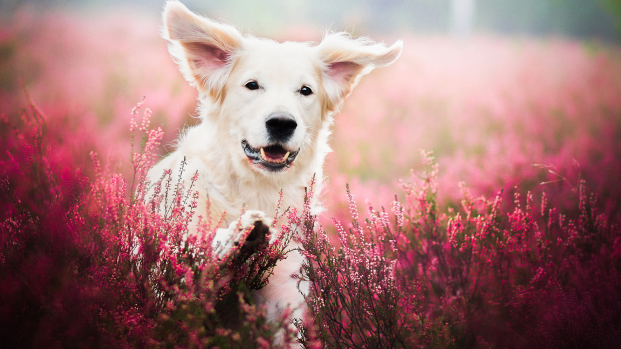 собака, животное, пёс, природа, поле, цветы, лаванда