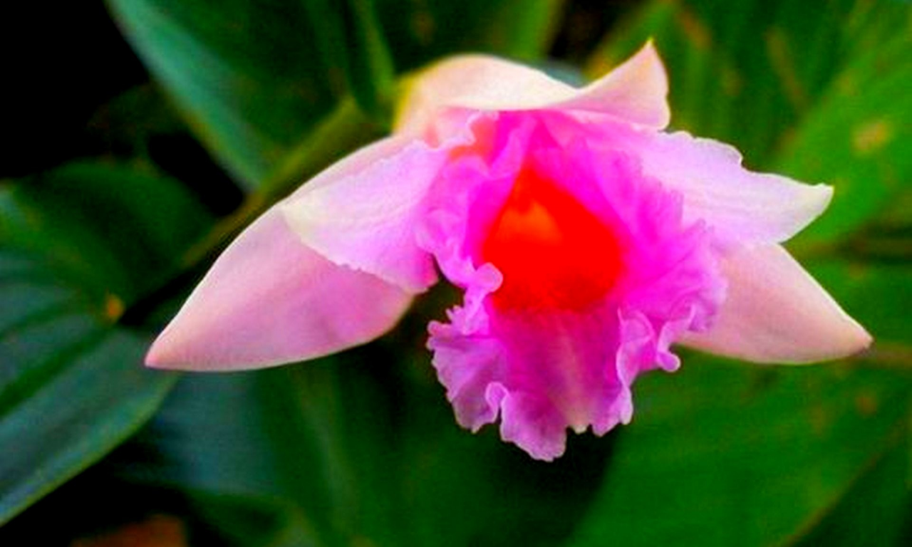 Розовая орхидея, Sobralia imavieirae
