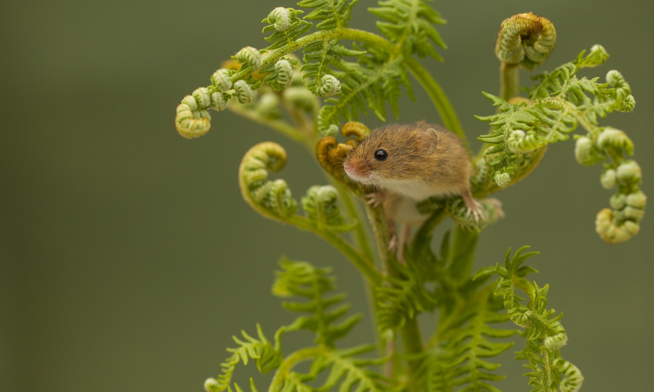 Harvest Mouse, Мышь-малютка, мышка, папоротник