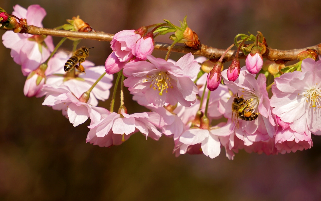 вишня, ветка, цветение, цветки, пчёлы, насекомые, макро, весна