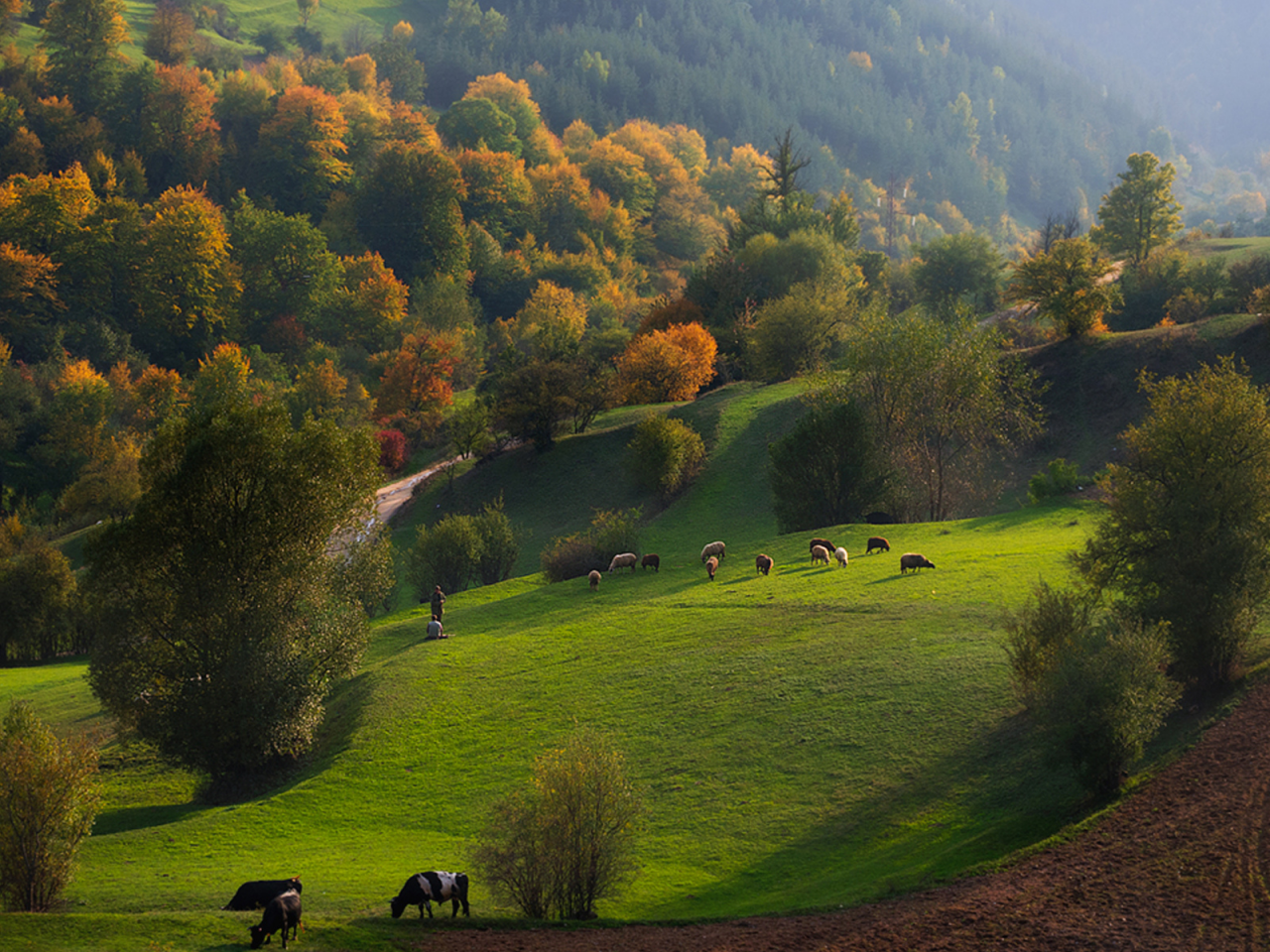 осень, пастбище, трава, коровы, стадо, холмы, горы, деревья, лес, туман, река, вода, природа, пейзаж, Родопи, Болгария