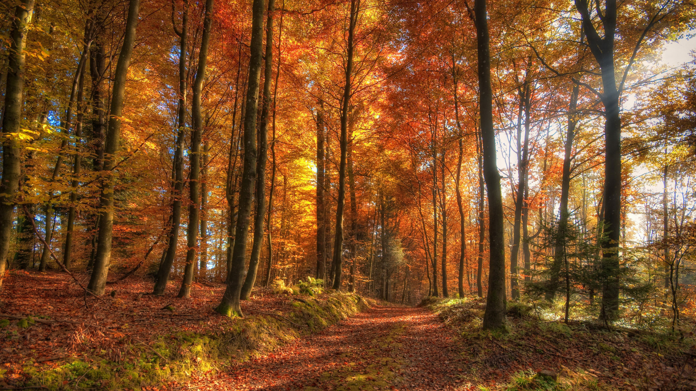 осень, лес, деревья, дорога, трава, солнце, лучи, пейзаж, природа