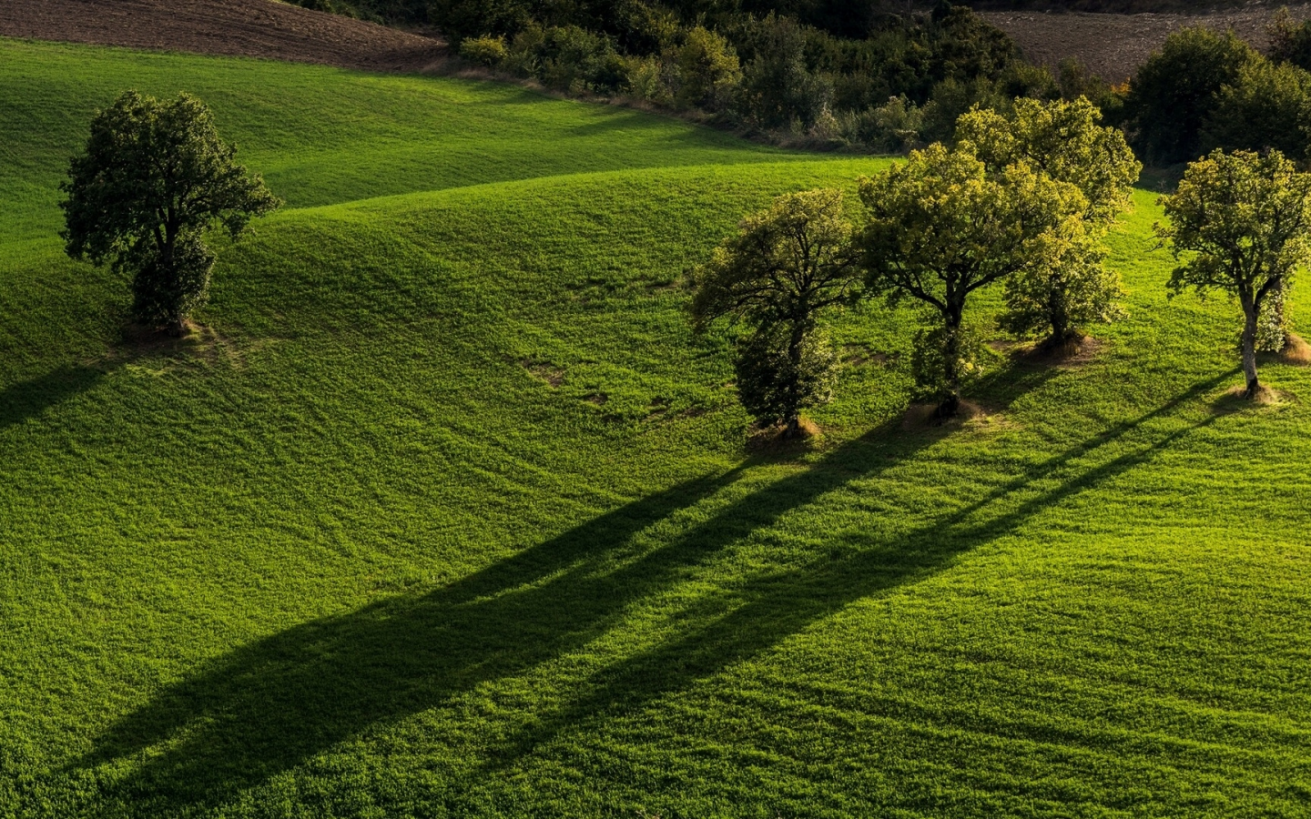 Pievebovigliana, Monti Sibillini National Park, Marche, Italy, Пьевебовильяна, Национальный парк Монти-Сибиллини, Марке, Италия, поля, деревья