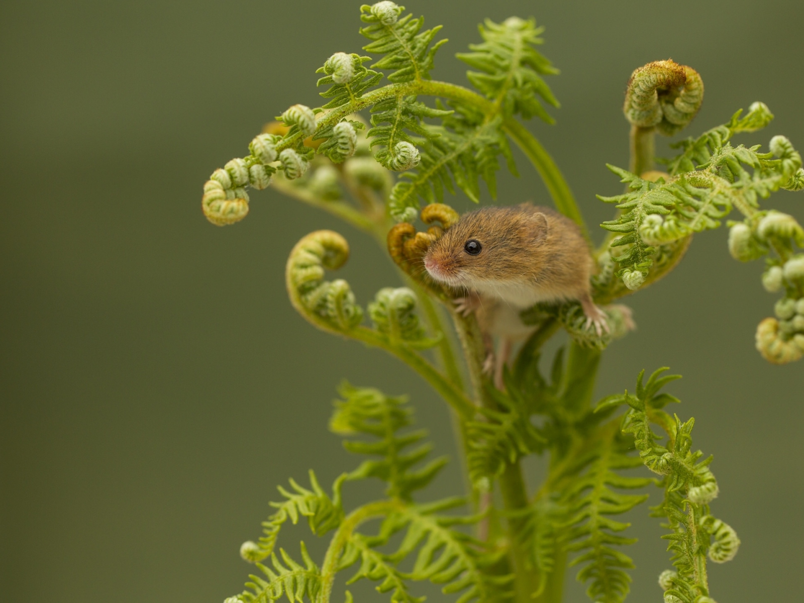 Harvest Mouse, Мышь-малютка, мышка, папоротник