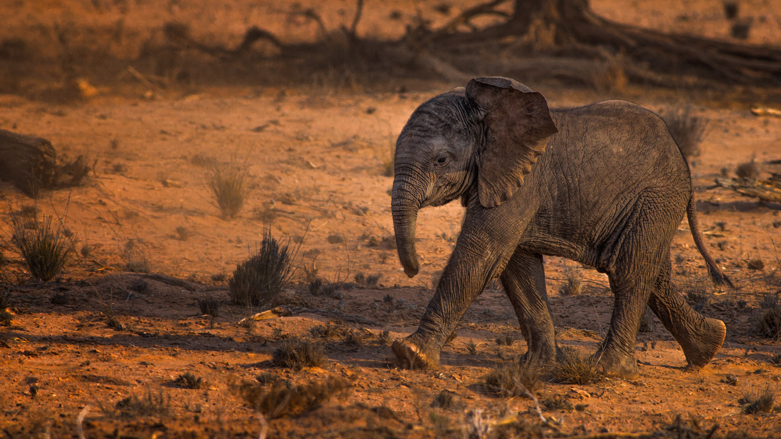 африка, слонёнок, шагает