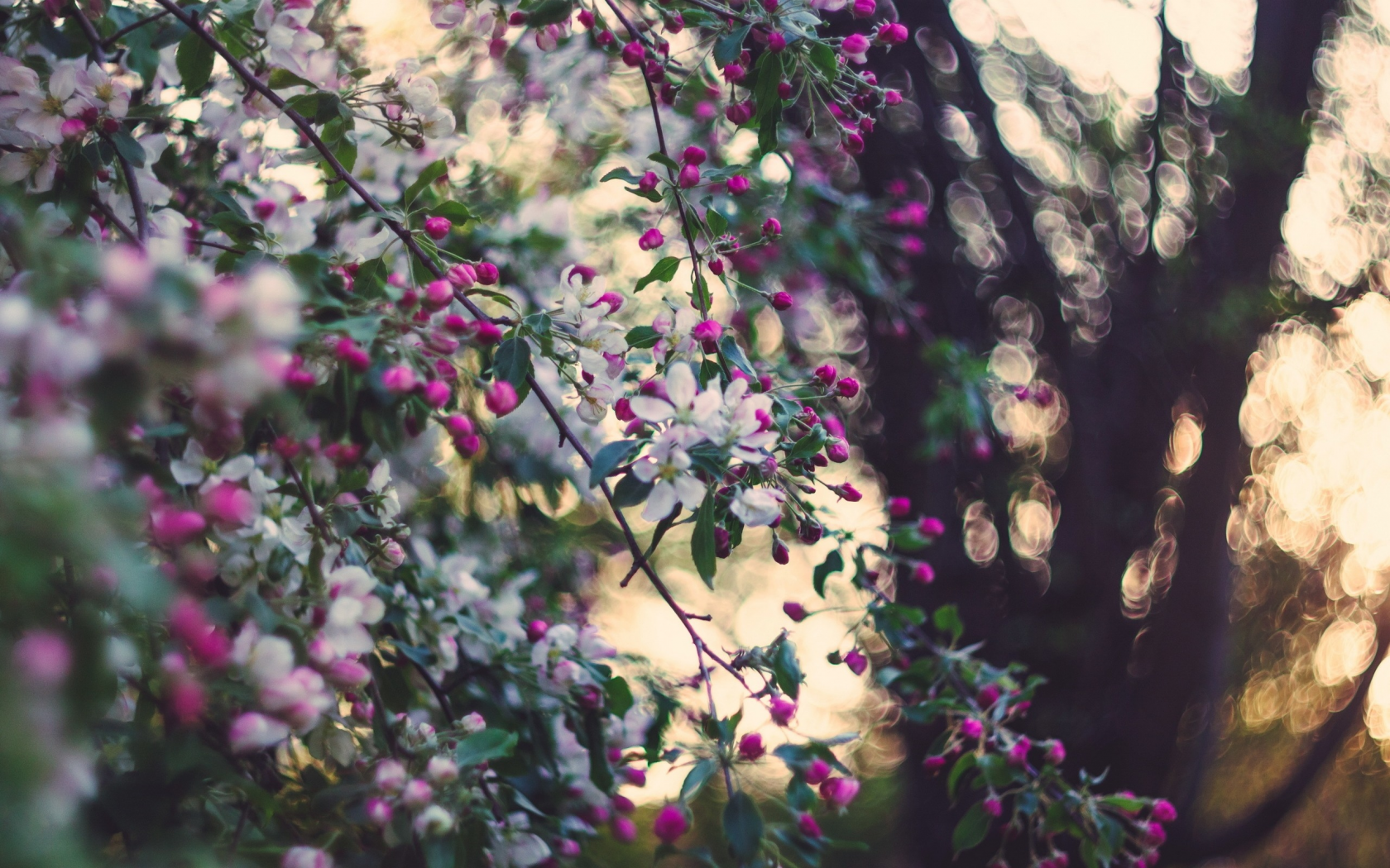 яблоня, сад, природа