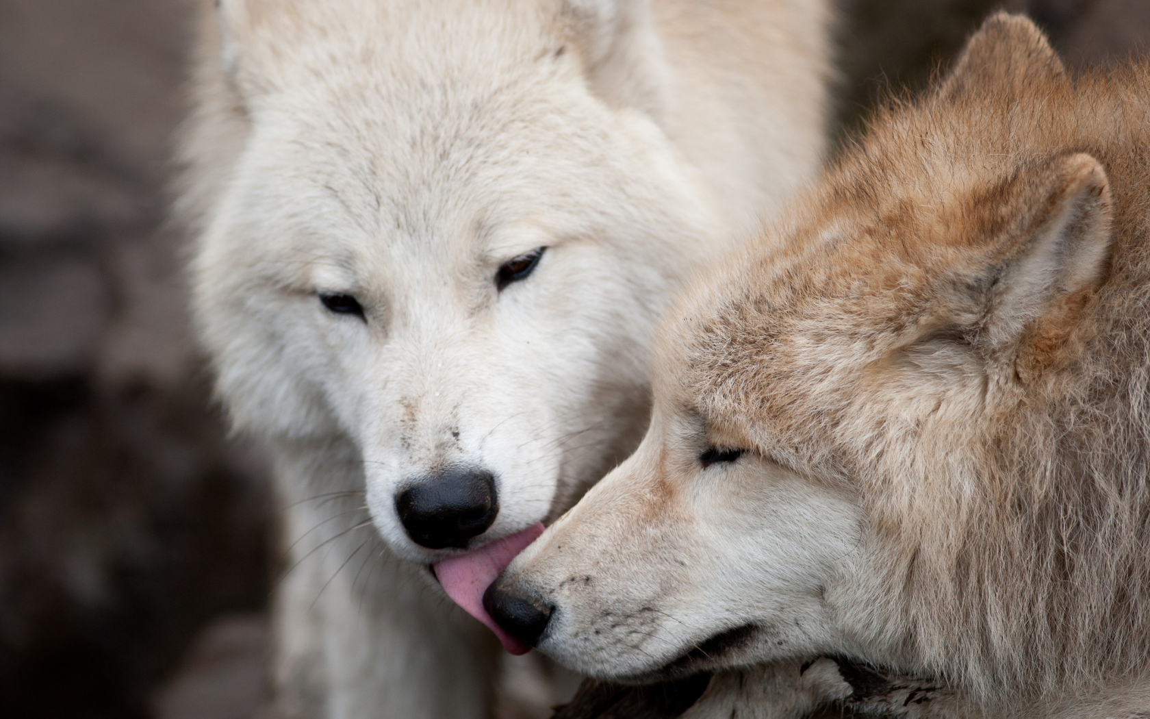 любовь, пара, волки, хищники, поцелуй, волк