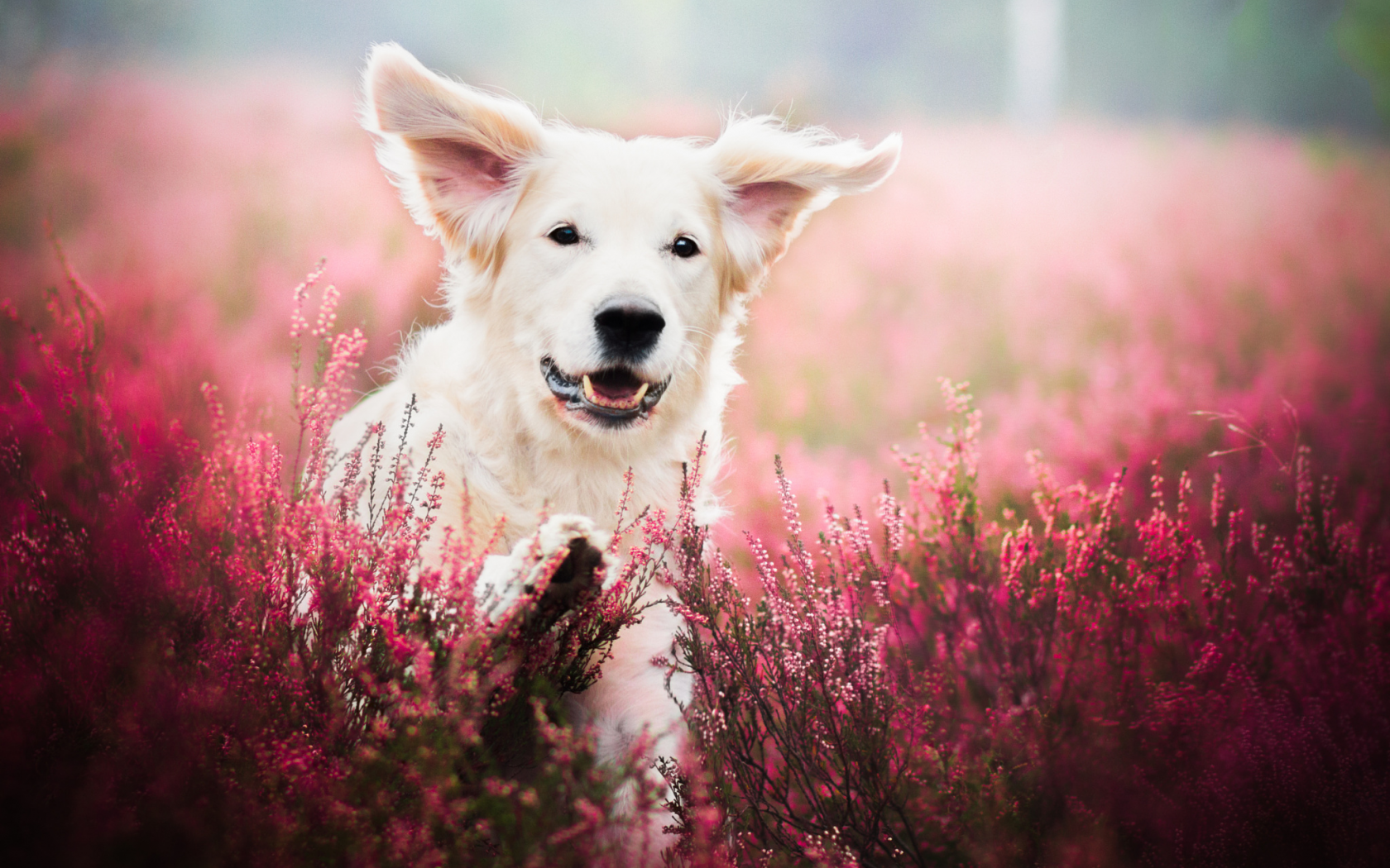 собака, животное, пёс, природа, поле, цветы, лаванда