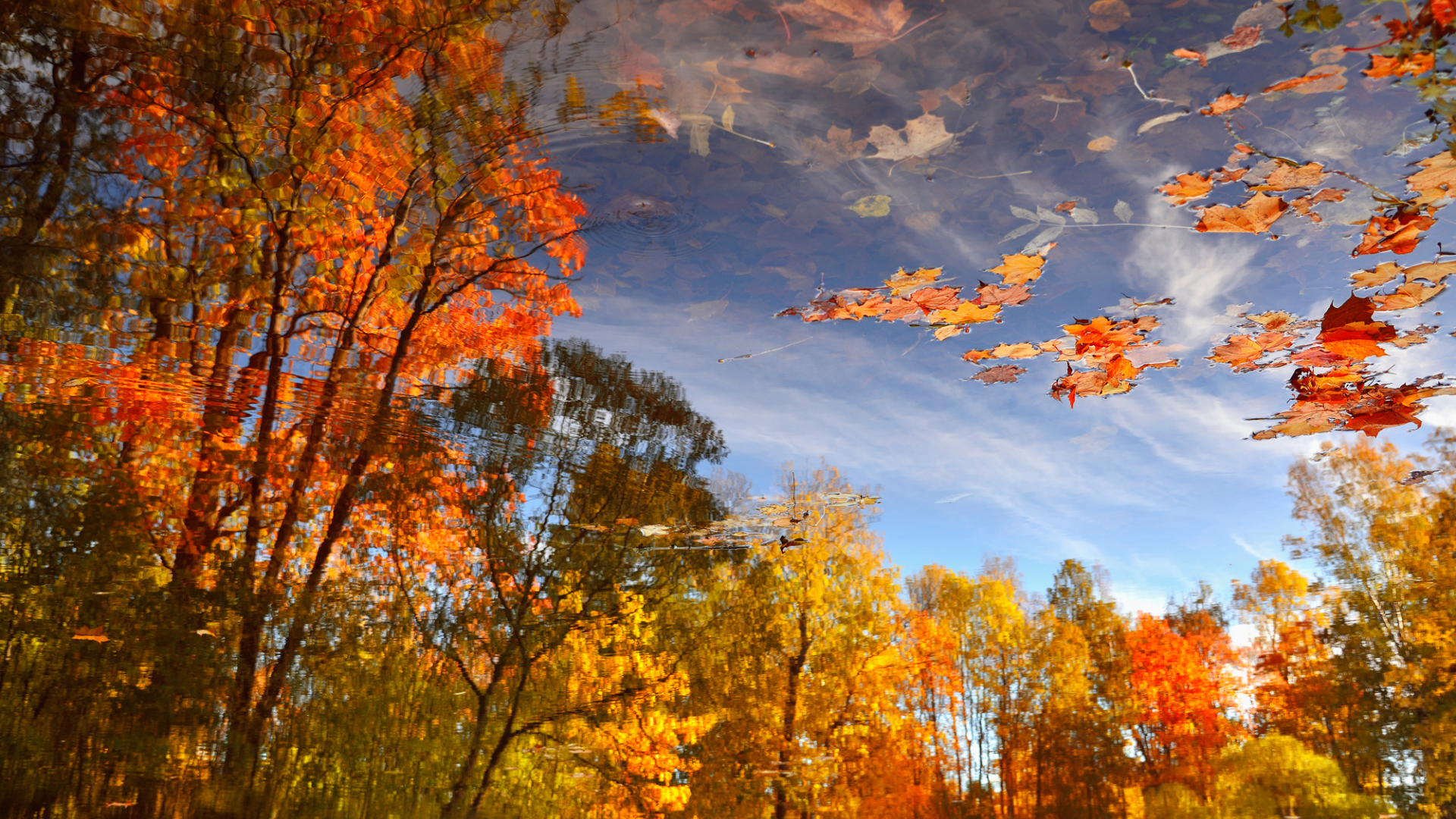 осень, лужа, отражение