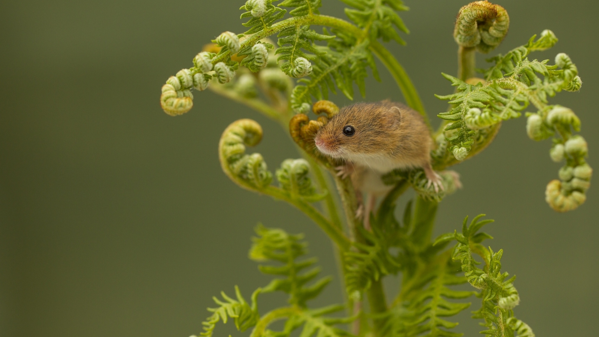 Harvest Mouse, Мышь-малютка, мышка, папоротник