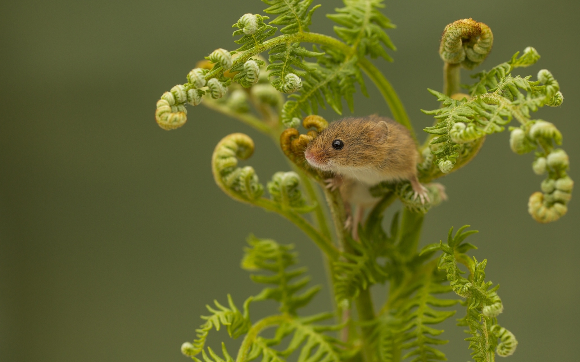 Harvest Mouse, Мышь-малютка, мышка, папоротник