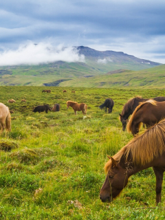 исландские лошади, горы, луг, исландия