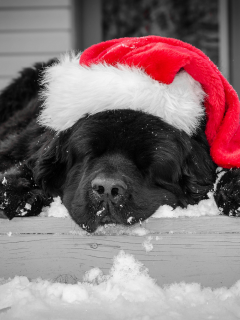 спит, красная, окрас, черный, новогодняя, собака, шапка