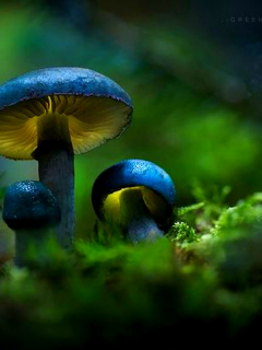 грибы, лес
