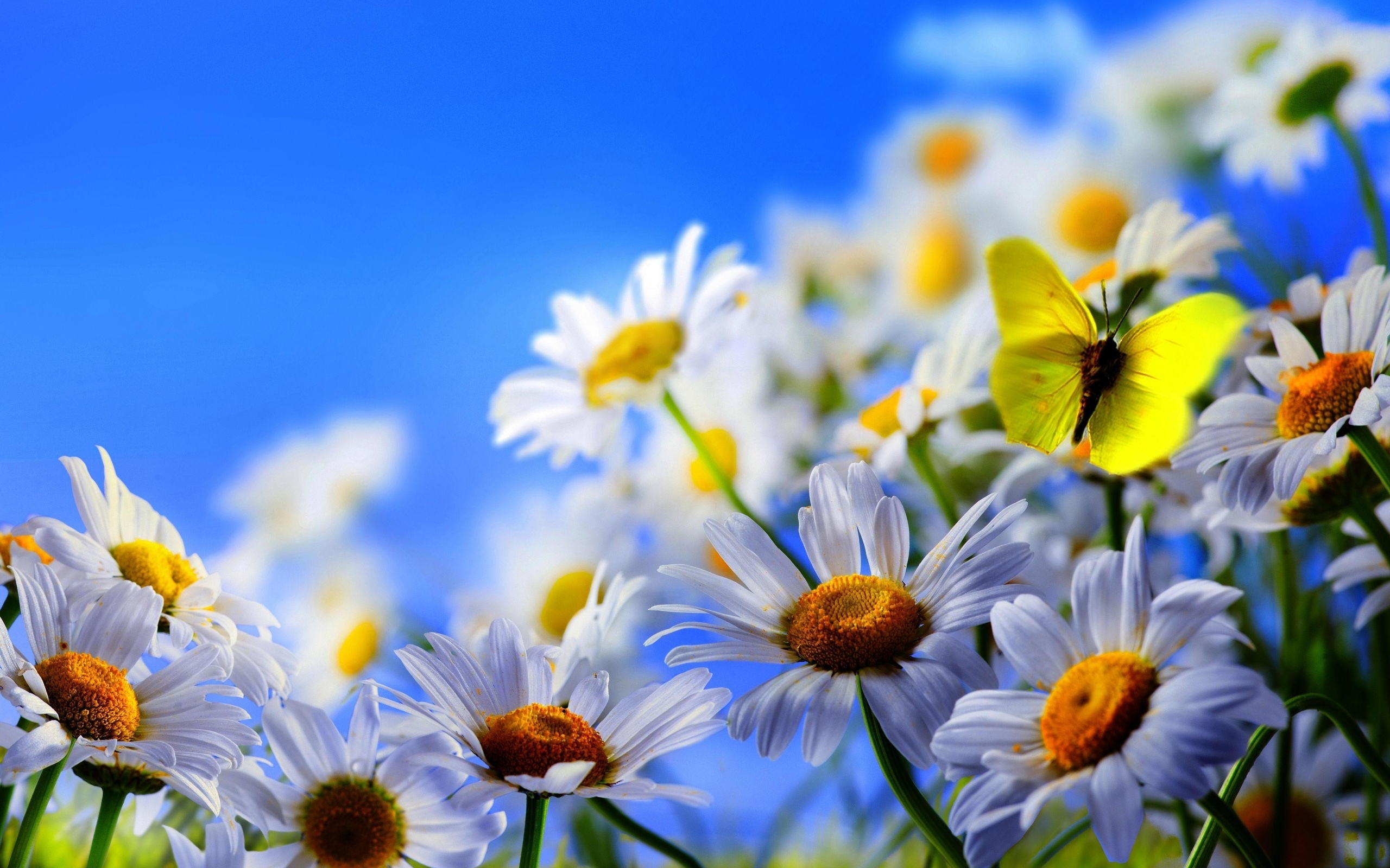 ромашки, бабочка, синее небо, цветы