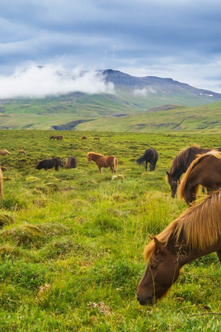 исландские лошади, горы, луг, исландия