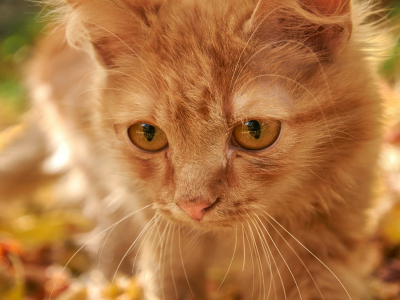 осень, котёнок, рыжий, листья, желтые глаза