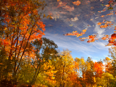 осень, лужа, отражение