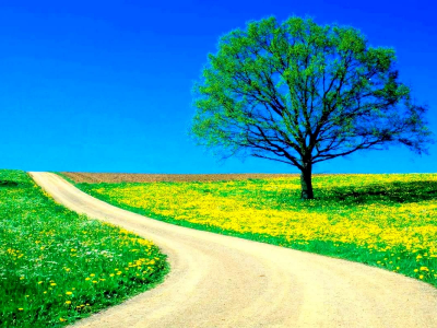 дорога, дерево, поле