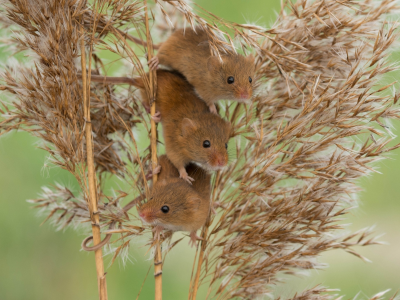 Harvest Mouse, Мышь-малютка, мыши, трио, троица, камыш